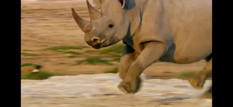 South-western black rhinoceros (Diceros bicornis occidentalis) as shown in Africa - Kalahari